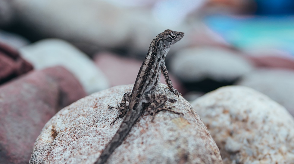 BRAZEN DISREGARD! : Our lizard friend makes his presence known....