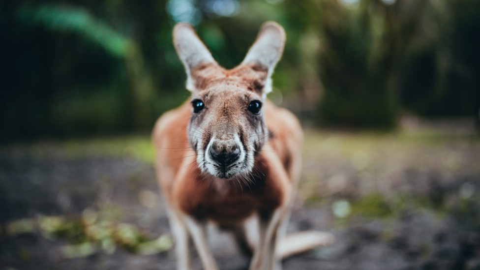 INQUISITIVE : A kangaroo gets a closer look at our camera